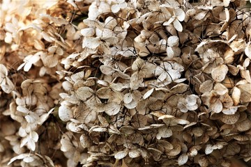 Hydrangea en hiver hortensia