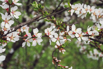 Flowers on the branches of a cherry tree. Small pink flowers on a green background. Selective focus. Beautiful sakura bloom. Spring natural background