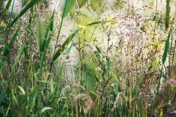 Grass in the meadow, summer, natural background.