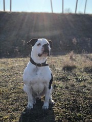 Bulldogge sitzt auf einer Wiese