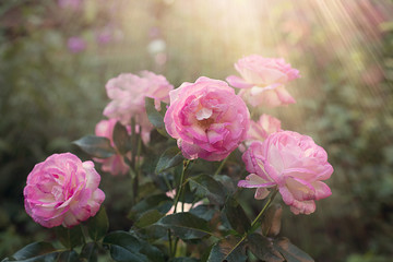delicate pink garden rose close up on a blurry background with highlights, sun and bokeh. Flower composition.