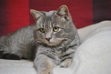 Chat