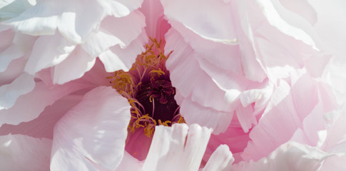 Beautiful pink peony close-up. Flower petals as an abstract spring background.