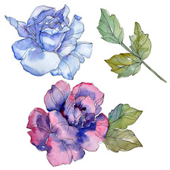 Blue and purple rose floral botanical flower. Watercolor background set. Isolated rose illustration element.