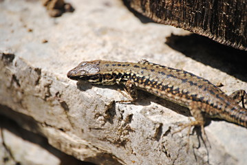 Lézard