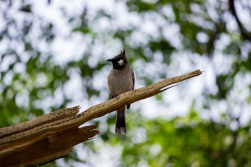 Bulbul Bird sitting on a branch