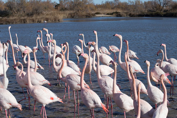 Fototapeta premium Flamants roses dans le parc ornithologique du pont de gau prés de l'étang de Gines aux Saintes Maries de la Mer en Camargue - Bouches du Rhône - Occitanie - France