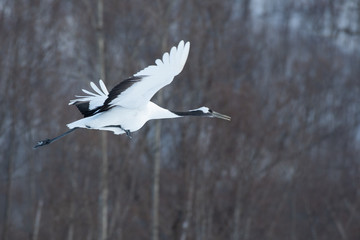Red-crowned crane taking off in Kushiro city, Hokkaido, Japan