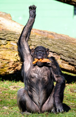 chimpanzee in ZOO eating carrot
