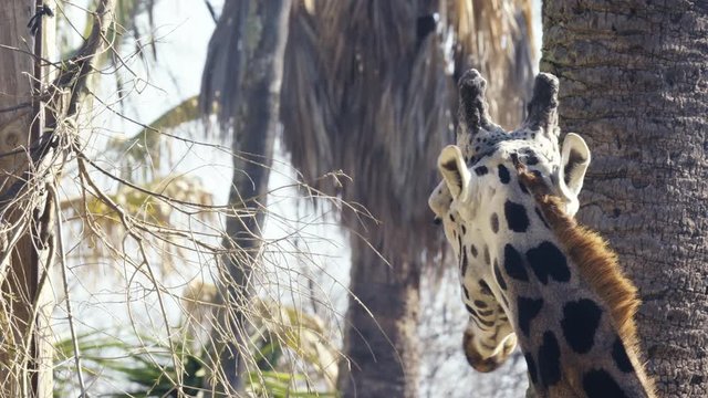 giraffe eating tree branches