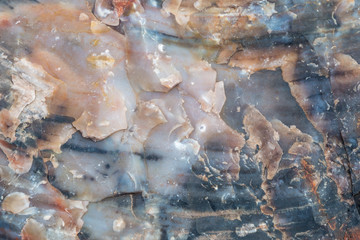 A close up of fossilized petrified wood