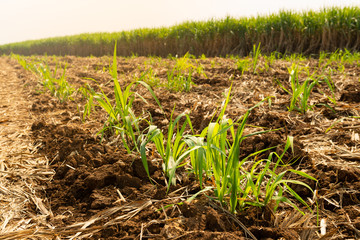 Sugarcane planted to produce sugar and food.
