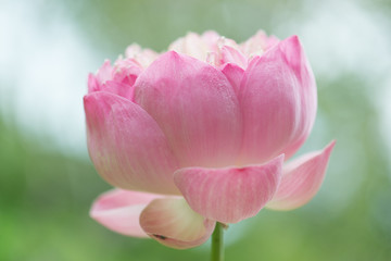Obraz na płótnie Canvas Beautiful pink lotus flowers on green background