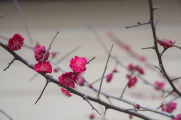 梅の花
