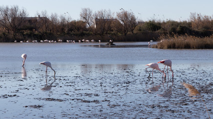 Naklejka premium Flamants roses dans le parc ornithologique du pont de gau prés de l'étang de Gines aux Saintes Maries de la Mer en Camargue - Bouches du Rhône - Occitanie - France