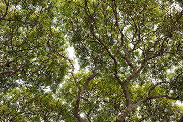 Fototapeta premium tree in spring