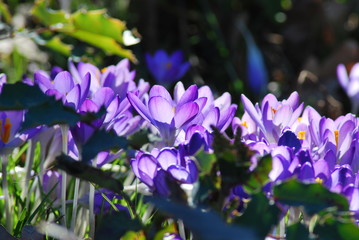 Krokusse (Crocus) im Sonnenlicht