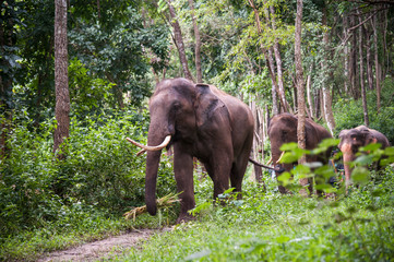 Obraz premium elephants are walking in the forest.