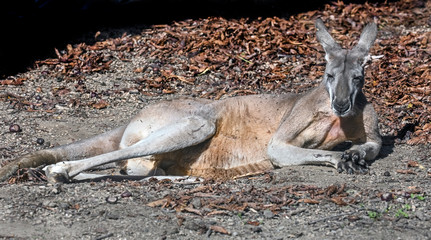 Red kangaroo. Latin name - Macropus rufuss	