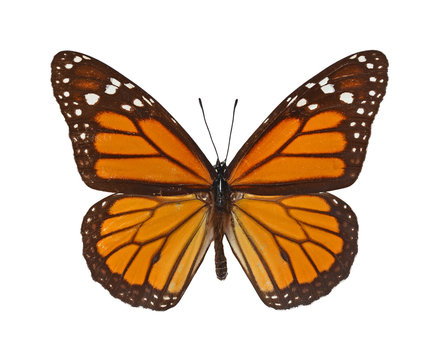 Butterfly Danaus plexippus close up