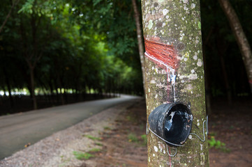 Rubber tree tapping