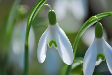 Schneeglöckchen (Galanthus)