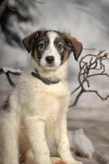 white with brown cute little puppy