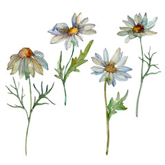 Daisy floral botanical flower. Watercolor background illustration set. Isolated daisies illustration element.