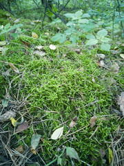 grass