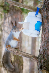 Hungry and funny one wild squirrel sitting on a tree in the spring forest
