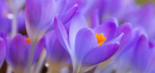 Spring background with close-up of a group of blooming purple crocus flowers .