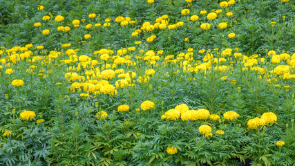 Marigold or yellow flower field.