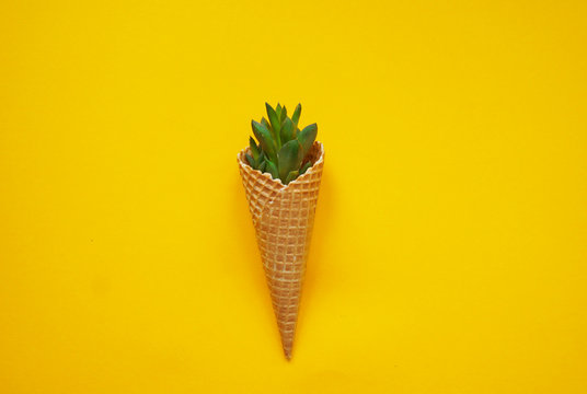 Cactus ice cream top view yellow background. Succulent in a waffle horn.