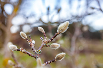  The first spring buds and branches as natural background