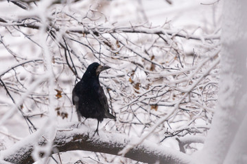 Crow on the tree in the winter, with snow in the background