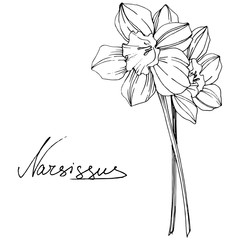 Vector Narcissus floral botanical flower. Black and white engraved ink art. Isolated narcissus illustration element.