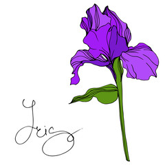 Vector Purple Iris floral botanical flower. Engraved ink art. Isolated iris illustration element.