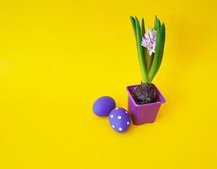 Easter composition with eggs and hyacinth in a pot. We look from above.