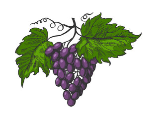 Fototapeta premium Bunch of grapes with leaves color sketch engraving vector illustration. Scratch board style imitation. Hand drawn image.