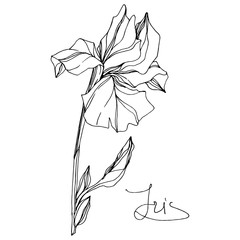 Vector Iris floral flower. Black and white engraved ink art. Isolated iris illustration element on white background.