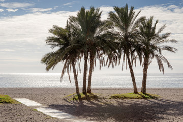 Obraz na płótnie Canvas palm trees on a beach in spain