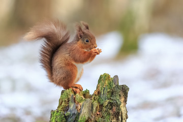 Naklejka na ściany i meble Red squirrel in Winter habitat