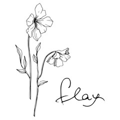 Vector Flax floral botanical flower. Black and white engraved ink art. Isolated flax illustration element.
