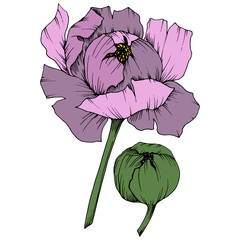 Vector Purple Peony floral botanical flower. Engraved ink art. Isolated peony illustration element on white background.