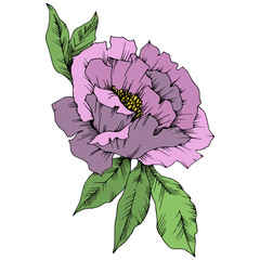Vector Purple Peony floral botanical flower. Engraved ink art. Isolated peony illustration element on white background.