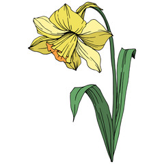 Vector Yellow Narcissus floral botanical flower. Engraved ink art. Isolated narcissus illustration element.