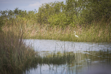 White Egret in the thickets of the -eternal swamps- of the Everglades against the background of flora and reeds. Natural habitat, Everglades National Park