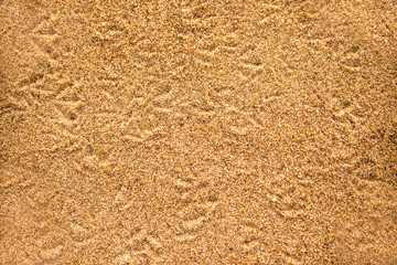 Tracks of birds on a beach