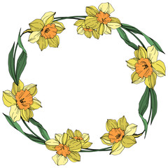 Vector Yellow Narcissus floral botanical flower. Engraved ink art. Frame border ornament square.