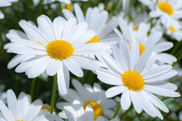 Obraz na płótnie Canvas Beautiful white daisy flower field in garden.